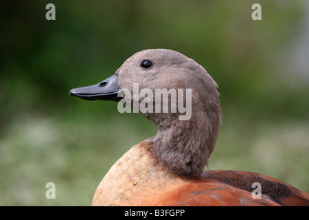 Männliche südafrikanischen oder Cape Brandgans Tadorna cana Stockfoto