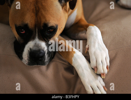 Ein Mischling Boxer American Bulldog Stockfoto