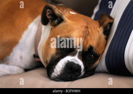 Ein Mischling Boxer American Bulldog Nickerchen. Stockfoto