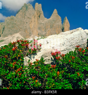 Bewimperte Alpenrose Rhododendron Hurisutum alpine rose Schweiz Stockfoto