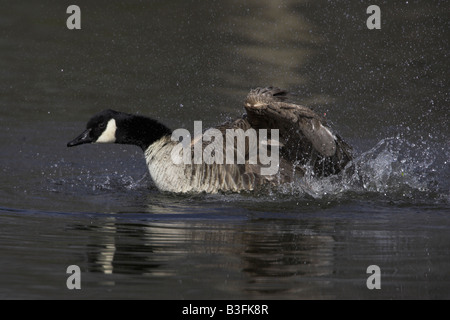 Kanadagans Kanadagans Branta canadensis Stockfoto