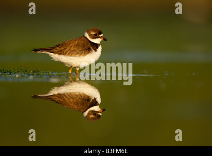 Semipalmated Regenpfeifer Charadrius Semipalmatus New York USA Sommer Stockfoto