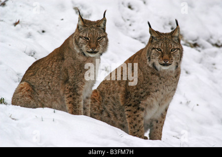 Europaeischer Luchs Felis Lynx europäischer Luchs Deutschland Stockfoto