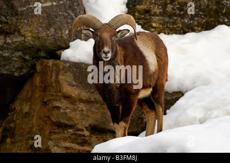 Mufflonwidder Ovis Ammon Ovis Orientalis ram Mufflon Stockfoto