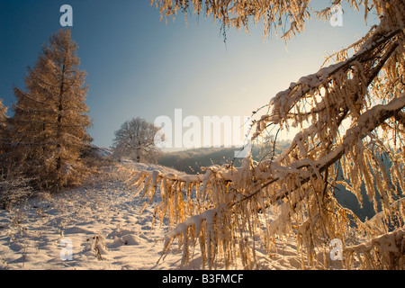Wintereinbruch in frisch verschneite Winterlandschaft nach Winter set mit herbstlich gefärbten Lärchen sch.ools.it Alb Deutschland Stockfoto
