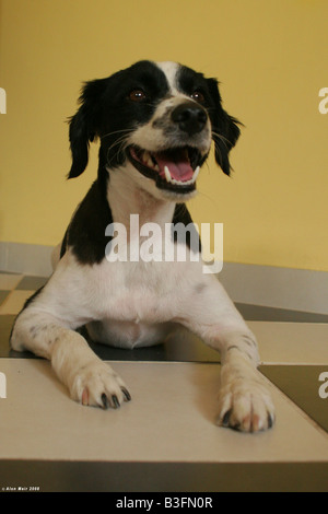 Schwarz / weiß Hund auf einem karierten Boden Stockfoto