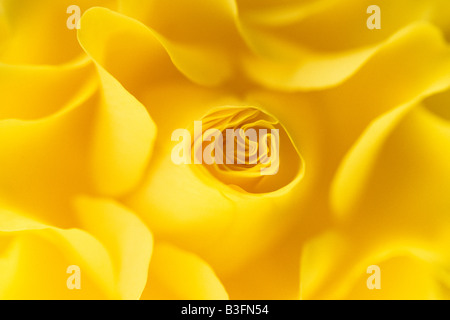 Rose (rosa SP.), close up Portrait of gelbe Blume Stockfoto
