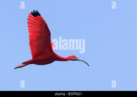 Scarlet Ibis (Eudocimus Ruber) im Flug Stockfoto