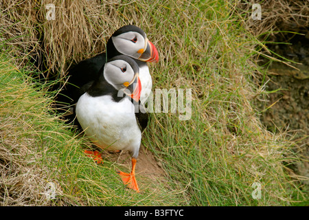 Papageitaucher Fratercula Arctica Erwachsenen im Flug gegen blauen Himmel Sumburgh Head RSPB Reserve Süden Festland Shetland Isles Scotland UK Stockfoto