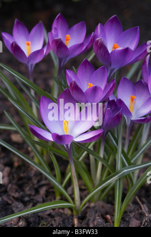 Crocus Tommasinianus Ruby Giant Stockfoto