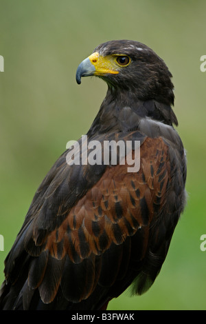 Harris hawk Deutschland Stockfoto