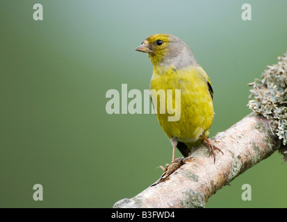 Zitronengirlitz Zuchtjahr Citrinella Citril Fink Stockfoto