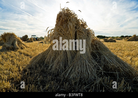 Oxfordshire Weizenfeld kurz vor Sonnenuntergang mit der speziellen lange stemmed Ernte, Trocknung in Garben oder Stooks für den Einsatz als Dach Thatch. Stockfoto