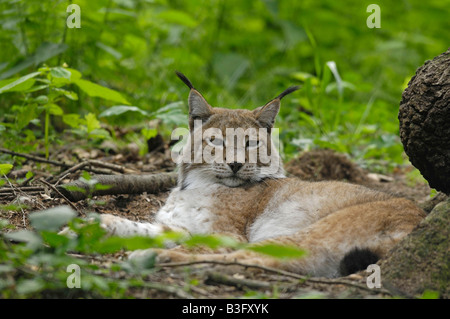 Europaeischer Luchs Felis Lynx europäischer Luchs Bayern Bayern Deutschland Deutschland Stockfoto