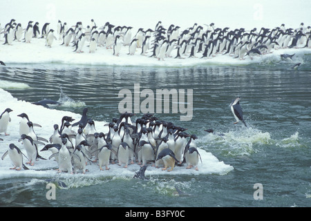 Adelie penguin Stockfoto