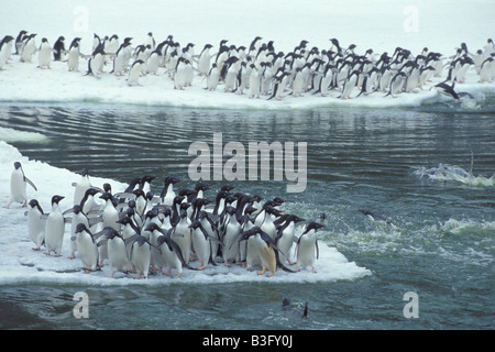 Adelie Penguin South Atlantic Antarktis Stockfoto