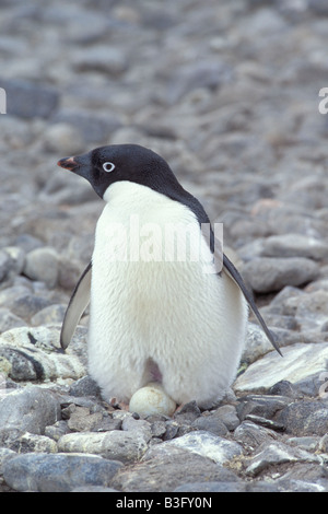 Adelie penguin Stockfoto