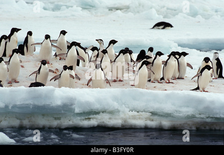 Adelie penguin Stockfoto