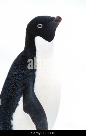 Adelie penguin Stockfoto