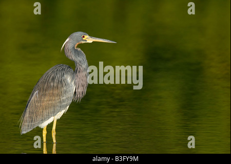 Dreifarbenreiher Egretta Tricolor Louisiana Heron Stockfoto