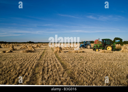 Oxfordshire Weizenfeld mit der speziellen lange stemmed Ernte, Trocknung in Garben oder Stooks für den Einsatz als Dach Thatch. Stockfoto