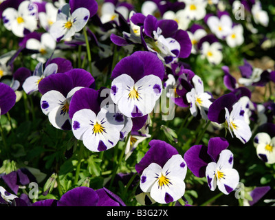 Stiefmuetterchen, Viola spec, Blueten, Lila, Zierpflanzen, Wildpflanzen