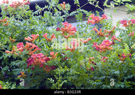 Campsis Radicans Bignonia Tecoma Radicans Stockfoto