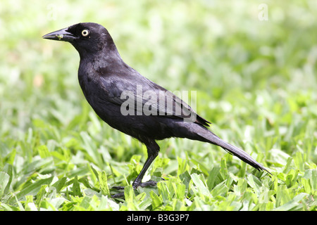 Carib Grackle (Quiscalus Lugubris) oder Barbados Amsel, Barbados Karibik Stockfoto