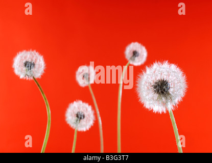 Löwenzahn auf rotem Grund Stockfoto