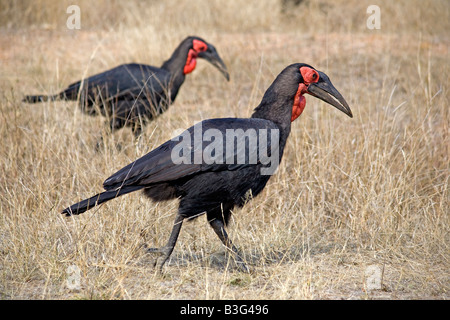 Südlichen Boden-Hornbills (Bucorvus Leadbeateri oder Cafer), Kruger National Park-Südafrika im Winter. Stockfoto