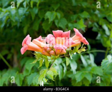 Campsis Radicans Bignonia Tecoma Radicans Stockfoto