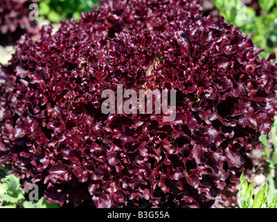 Deutschland, Bodensee, Salatfelder Auf der Insel Reichenau, Salat-Felder auf die Insel Reichenau am Bodensee Stockfoto