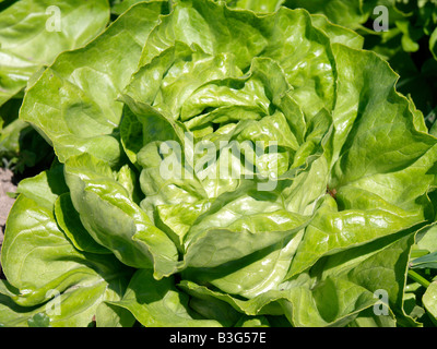 Deutschland, Bodensee, Salatfelder Auf der Insel Reichenau, Salat-Felder auf die Insel Reichenau am Bodensee Stockfoto