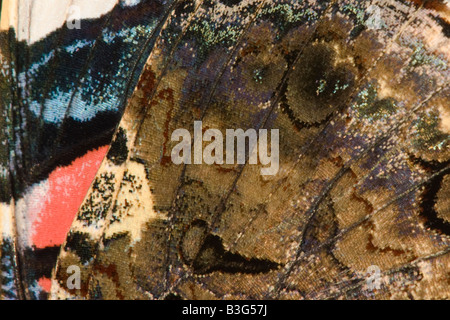 Nahaufnahme von Underwing eines Schmetterlings Red Admiral (Vanessa Atalanta), Cambridgeshire, England, UK Stockfoto