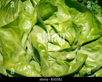 Deutschland, Bodensee, Salatfelder Auf der Insel Reichenau, Salat-Felder auf die Insel Reichenau am Bodensee Stockfoto