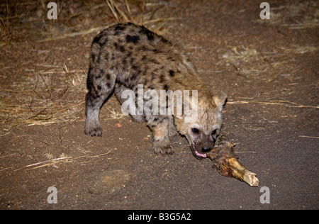 Lachen Hyäne oder gefleckte Hyäne Pup (Crocuta Crocuta) Kauen einen Knochen im Krügerpark in Südafrika in der Nacht. Nächtliche Jäger. Stockfoto