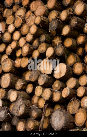 Frisch geschnitten Sie Protokolle Protokoll Stapel, mit Holzmaserung Stockfoto