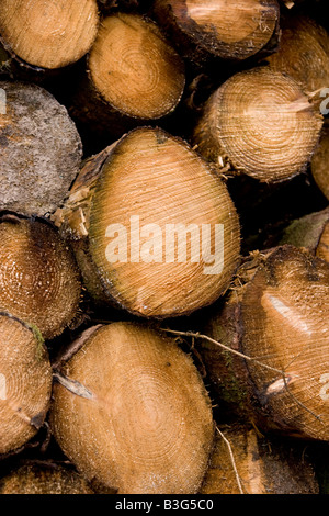 Frisch geschnitten Sie Protokolle Protokoll Stapel, mit Holzmaserung Stockfoto