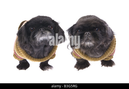 Zwei schwarze Pekinese Hunde in ihre Winter-Pullover, isoliert auf weiss gekleidet Stockfoto