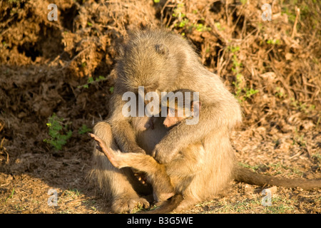 Weibliche Chacma Pavian (Papio Ursinus) pflegen ihren Säugling, Krüger Nationalpark, Südafrika. Stockfoto