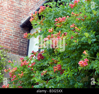 Campsis Radicans Bignonia Tecoma Radicans Stockfoto