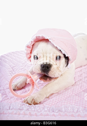 Sehr hässlich Baby französische Bulldogge Welpen auf rosa Decke tragen Motorhaube saugen an großen Pacifer isoliert auf weiss Stockfoto