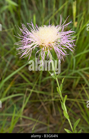 Amerikanische Basketflower Centaurea Americana südlich von Alpine Texas USA 10 August Blume Asteraceae Stockfoto