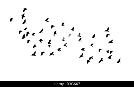 Strömen Sie schwarze Krähen im Flug Stockfoto