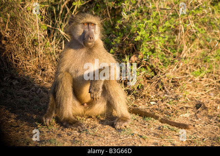 Männliche Chacma Pavian Papio Ursinus, Krüger Nationalpark, Südafrika. Stockfoto