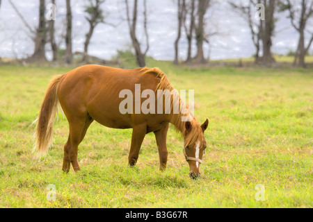 Kastanie gefärbt Pferde weiden auf Maui Hawaii Stockfoto