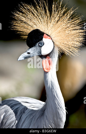 Grey gekrönt Kran aus Uganda Stockfoto