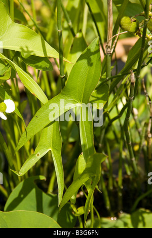 Broadleaf Arrowhead Sagittaria Latifolia Blatt Stockfoto