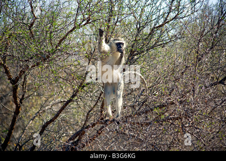 Männliche Vervet Affen (grüne Aethiops) in einem Baum, Krügerpark in Südafrika Stockfoto