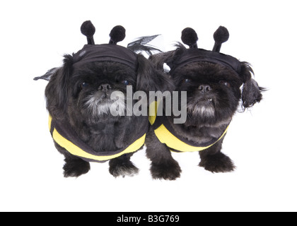 Zwei schwarze Pekinese Hunde gekleidet ein eine Hummel, isoliert auf weiss Stockfoto